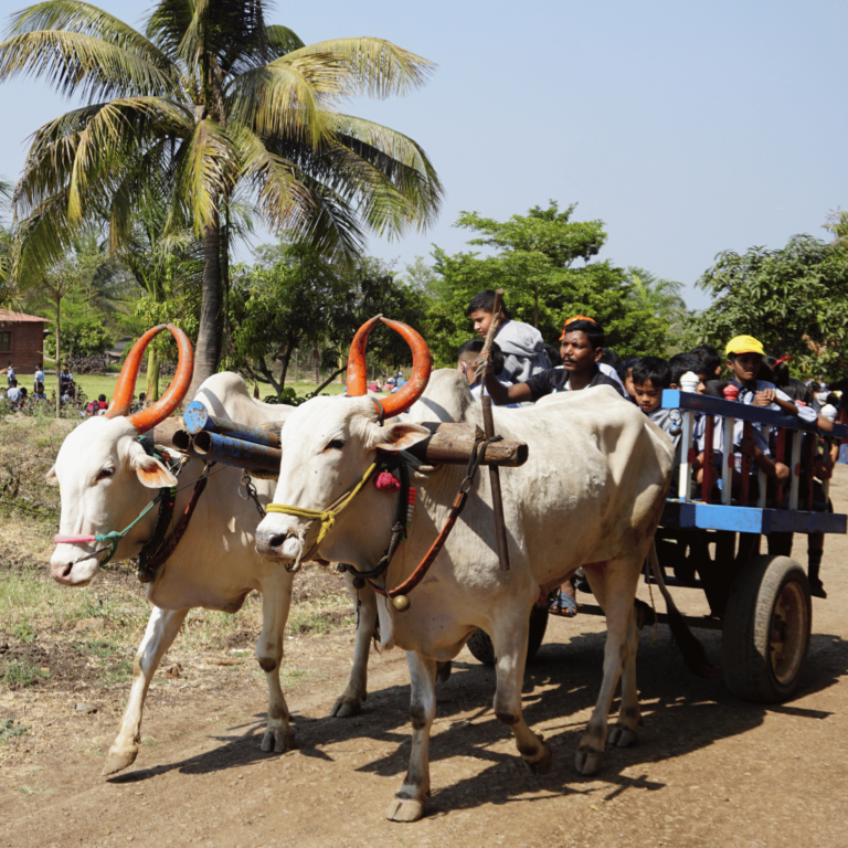 bullock cart ride at naturenestt resort pune