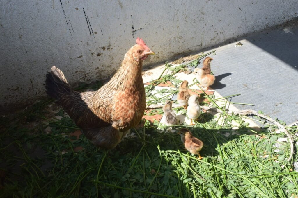 School students learning about chickens and poultry farming at NatureNestt Agro Tourism near Pune