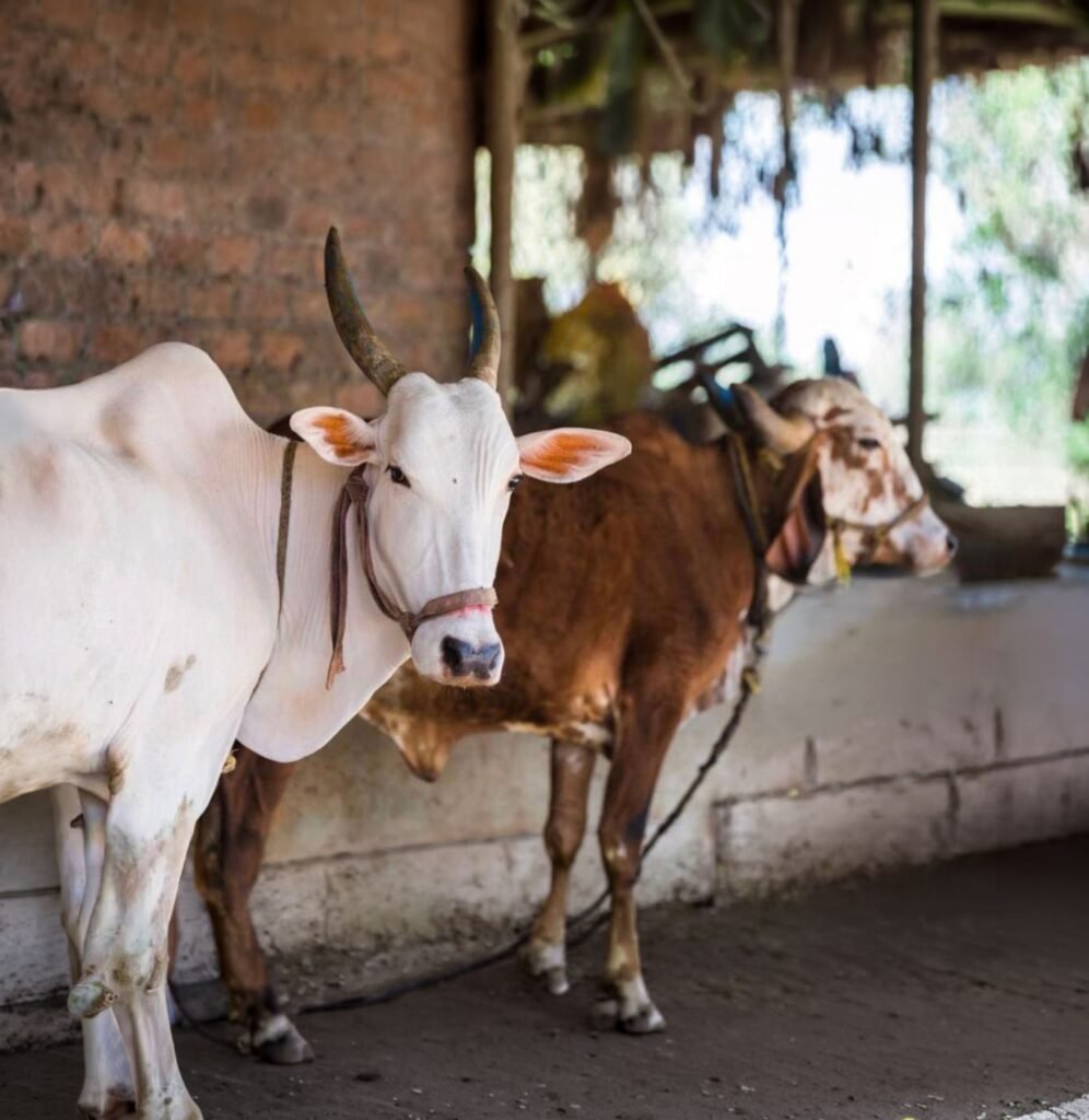School students visiting and learning about cows at the goshala at NatureNestt Agro Tourism near Pune