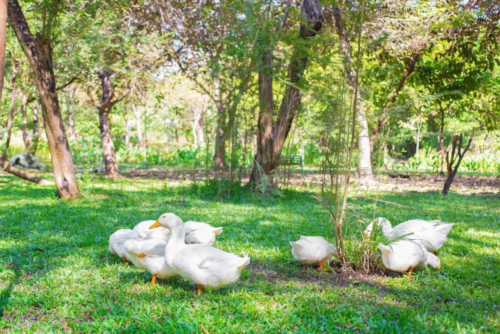 School students learning about ducks at NatureNestt Agro Tourism near Pune
